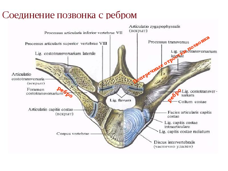 Соединение позвонка с ребром