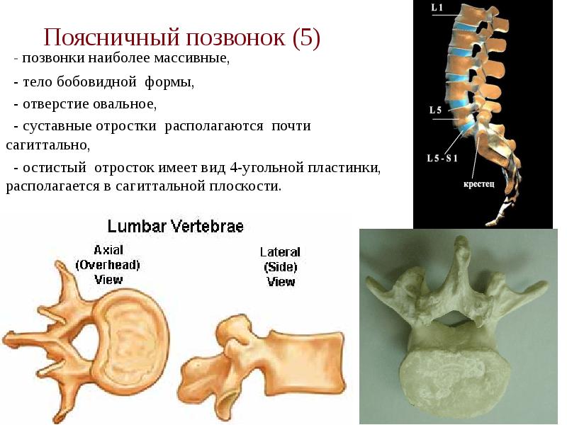 Поясничный позвонок (5)  - позвонки наиболее массивные,   -