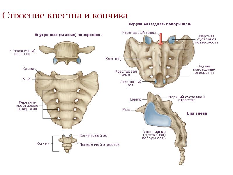 Строение крестца и копчика