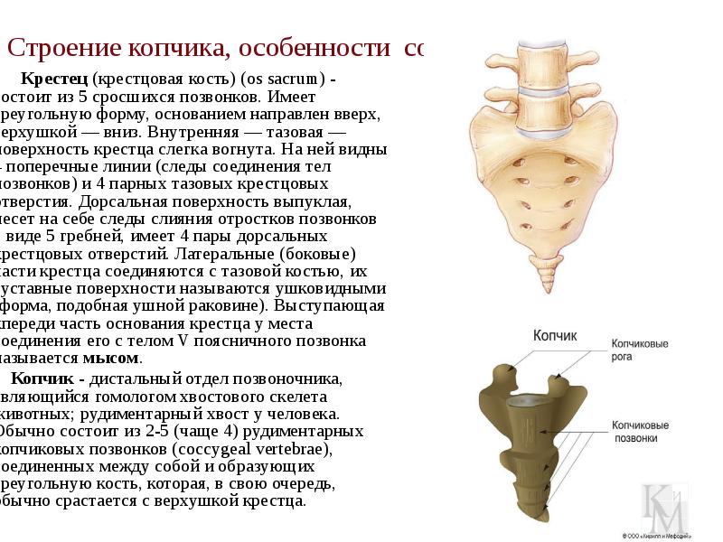 Строение копчика, особенности соединения   Крестец (крестцовая кость) (os sacrum)