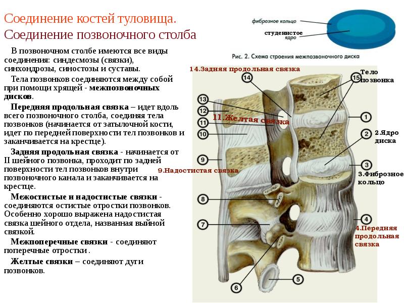 Отдел соединить. Соединения костей позвоночного столба. Соединение позвонков вид сбоку. Связки позвоночника вид соединения. Соединение костей туловища Позвоночный столб.