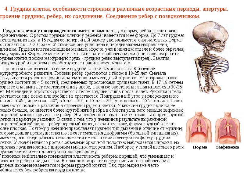 4. Грудная клетка, особенности строения в различные возрастные периоды, апертуры. Строение