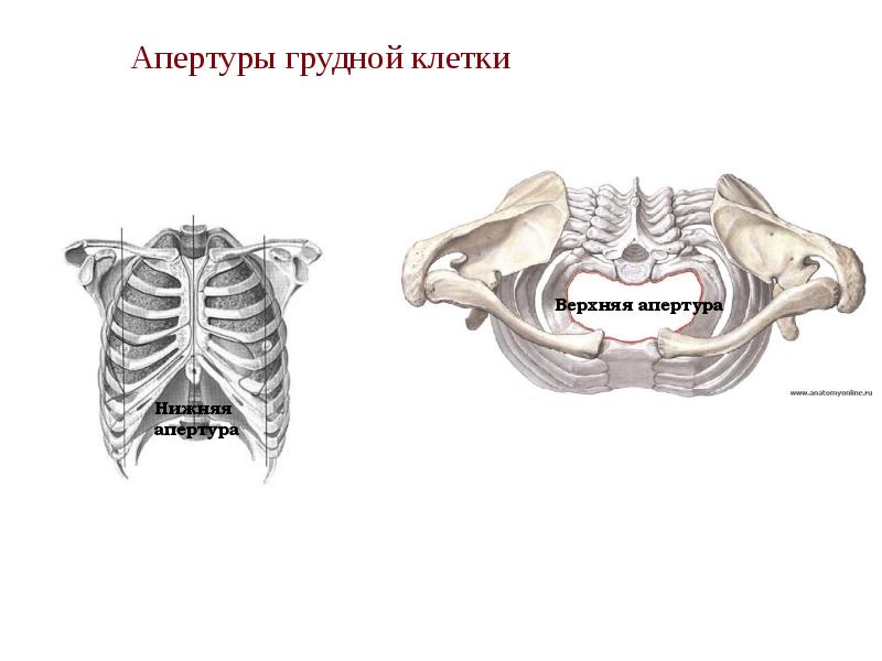 Апертуры грудной клетки