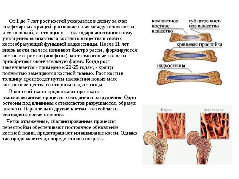 От 1 до 7 лет рост костей ускоряется в длину за