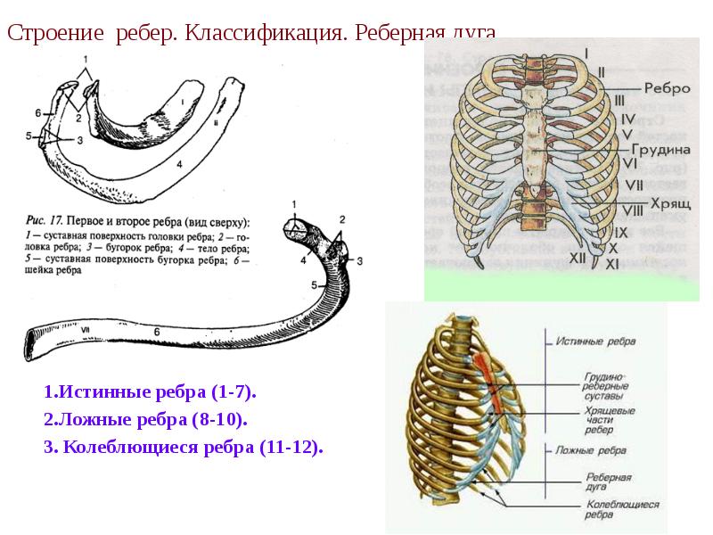 Строение ребер. Классификация. Реберная дуга.  1.Истинные ребра (1-7). 2.Ложные ребра