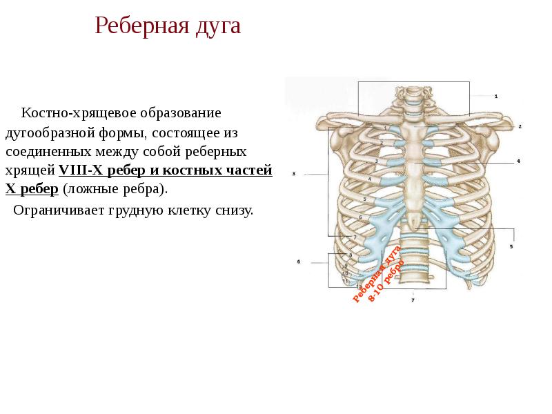 Реберная дуга  Костно-хрящевое образование дугообразной формы, состоящее из соединенных между