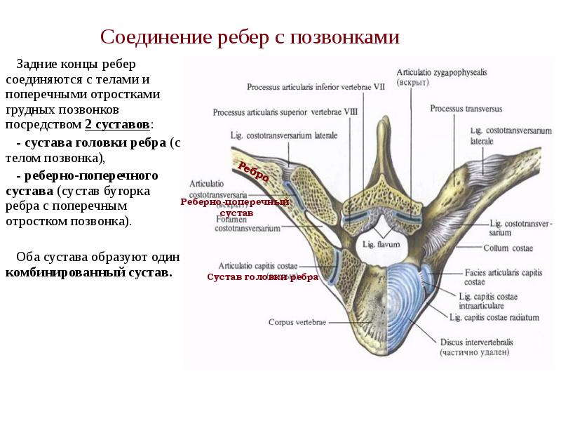 Соединение ребер с позвонками   Задние концы ребер соединяются с