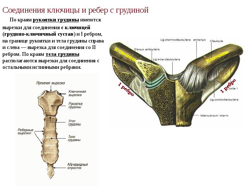 Соединения ключицы и ребер с грудиной  По краям рукоятки грудины