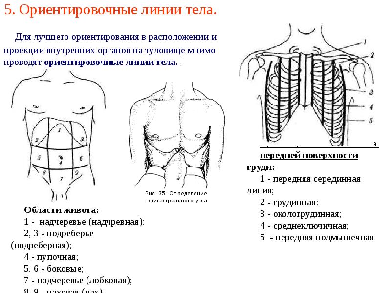 Парастернальная линия это