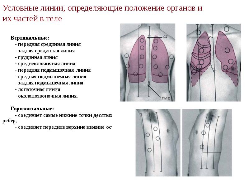 Условные линии, определяющие положение органов и  их частей в теле