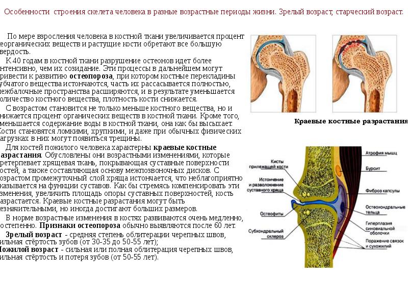 Особенности строения скелета человека в разные возрастные периоды жизни. Зрелый возраст,