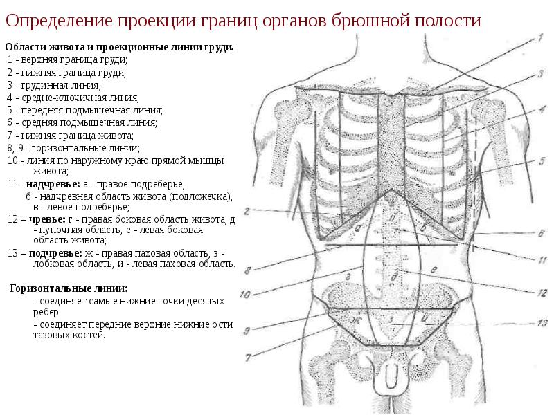 Определение проекции границ органов брюшной полости   Области живота и