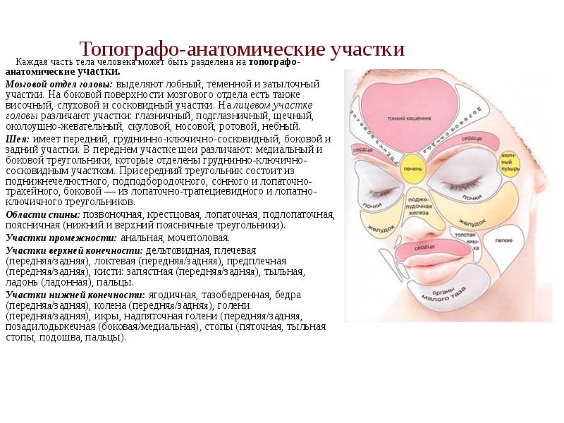 Топографо-анатомические участки   Каждая часть тела человека может быть разделена
