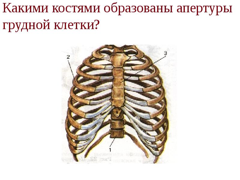 Какими костями образованы апертуры грудной клетки?