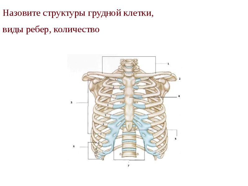 Назовите структуры грудной клетки,  виды ребер, количество