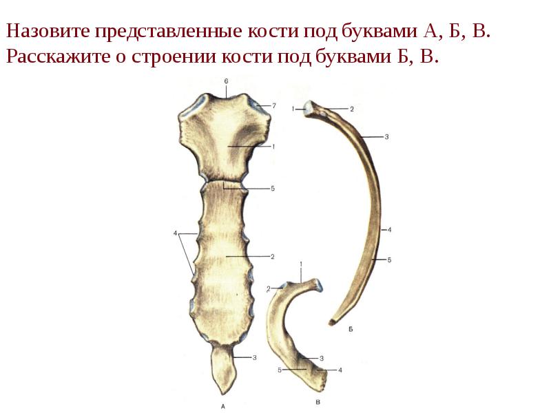 Назовите представленные кости под буквами А, Б, В. Расскажите о строении