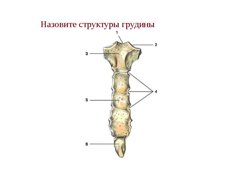 Назовите структуры грудины