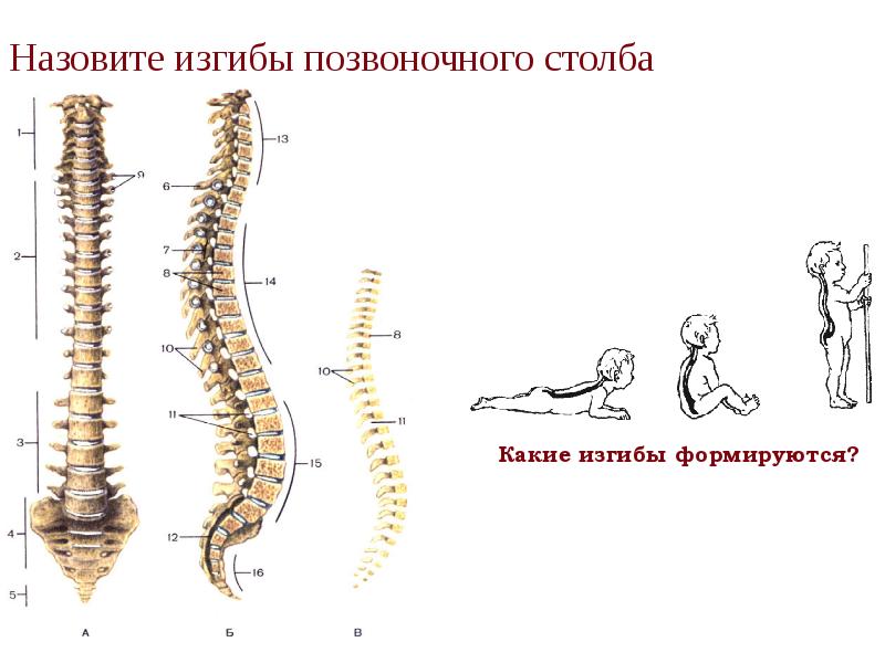 Назовите изгибы позвоночного столба
