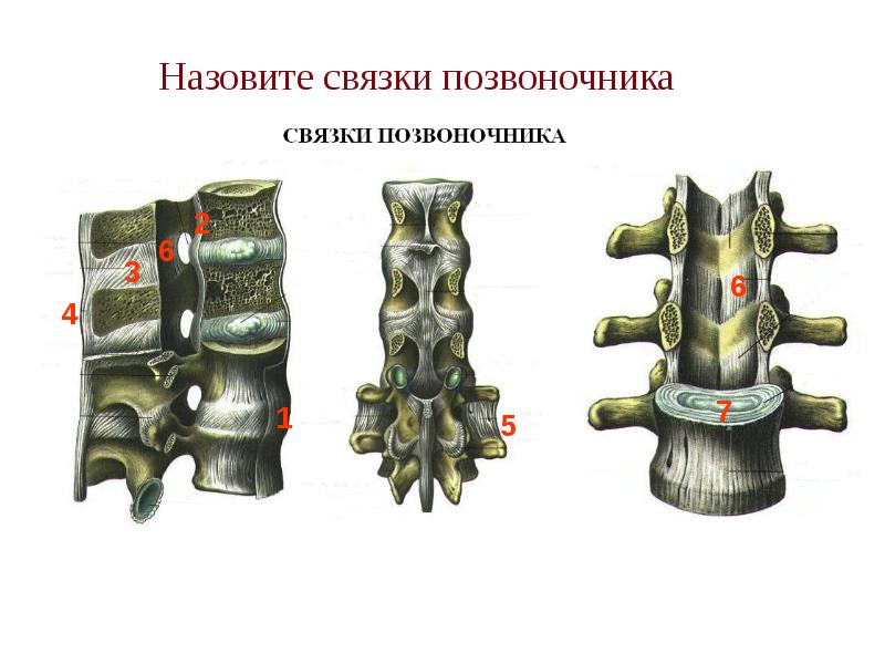Назовите связки позвоночника