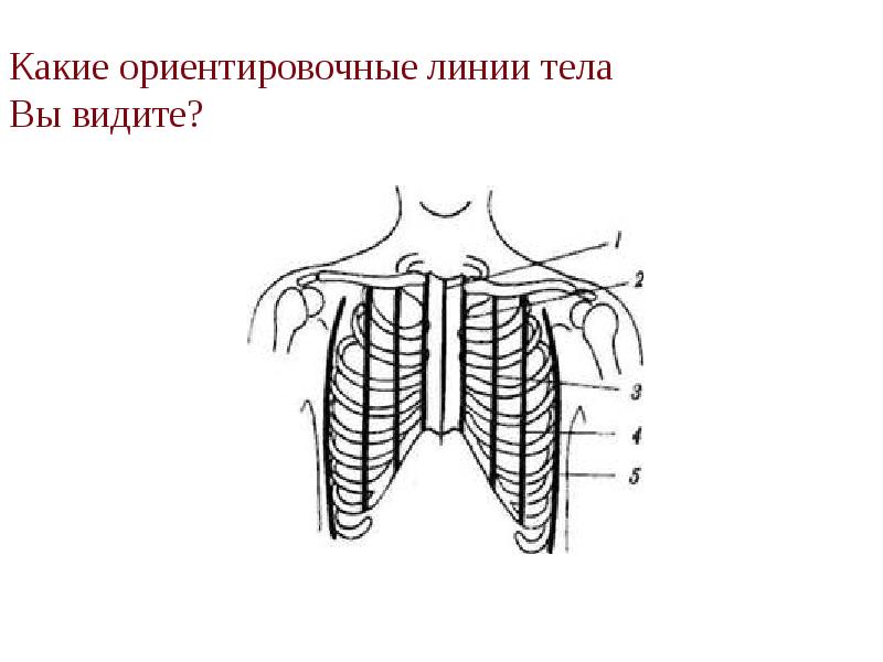 Какие ориентировочные линии тела  Вы видите?