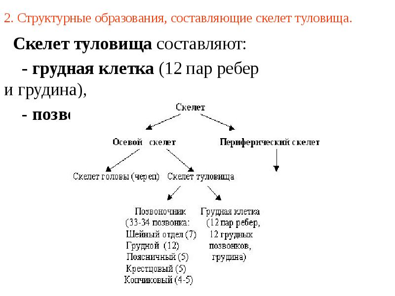 2. Структурные образования, составляющие скелет туловища.   Скелет туловища составляют: