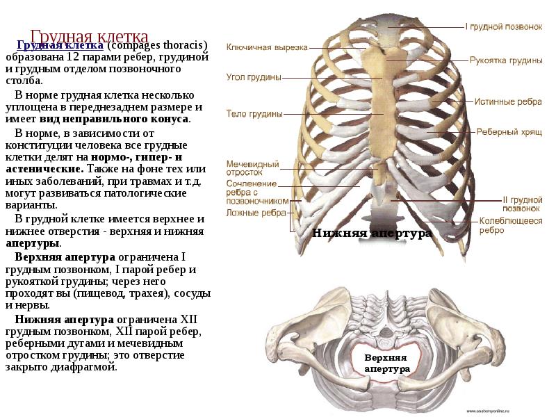 Грудная клетка   Грудная клетка (compages thoracis) образована 12 парами
