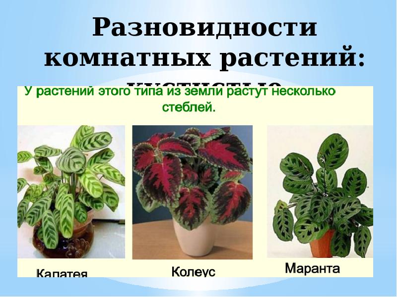 Каталог растения комнатные каталог фото с названием