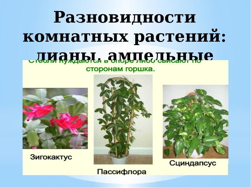 Каталог ампельных комнатных растений с фото и названием