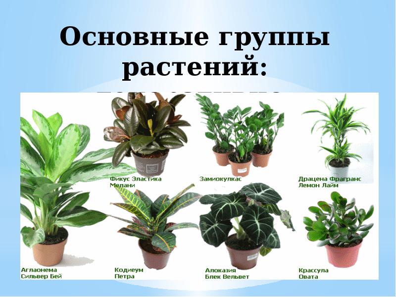 Комнатные растения с названиями и фото не цветущие