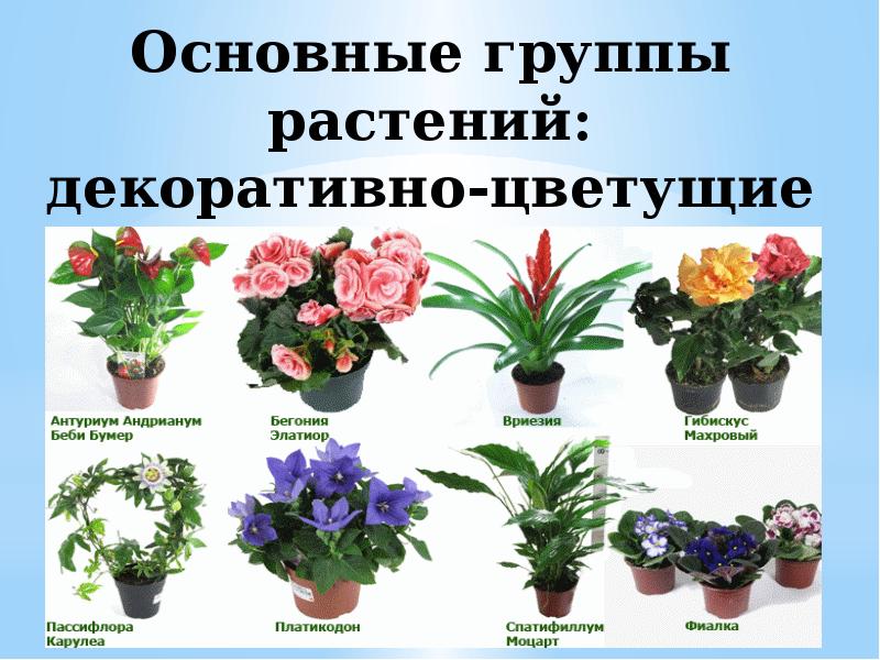 Определить домашний цветок по фото