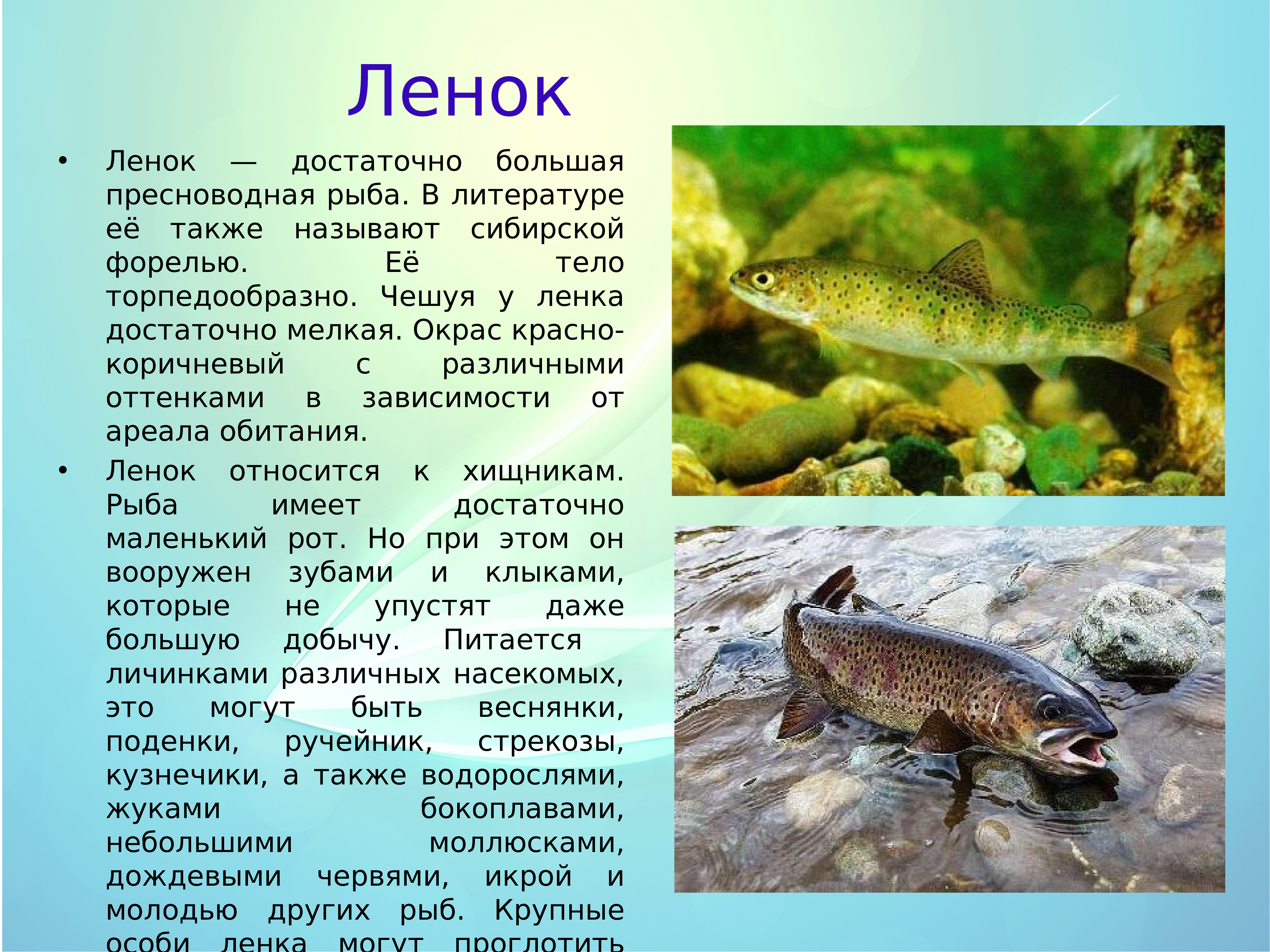 Ленком книга. Рыбы красной книги. Сообщение о рыбе Ленок. Рыбы Пресноводные Ленок. Ленок красная рыба.