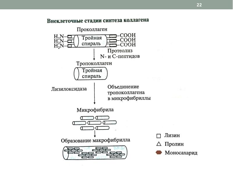 Презентация по биохимии биохимия соединительной ткани