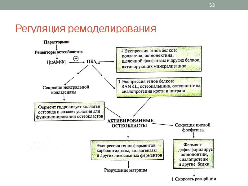 Схема синтеза паратгормона