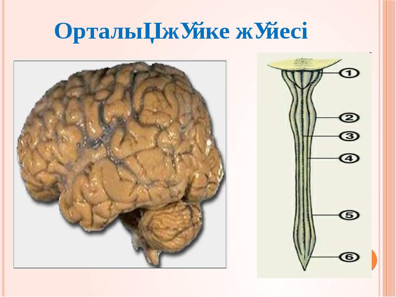 Орталық жүйке жүйесінің құрылысы мен қызметі презентация