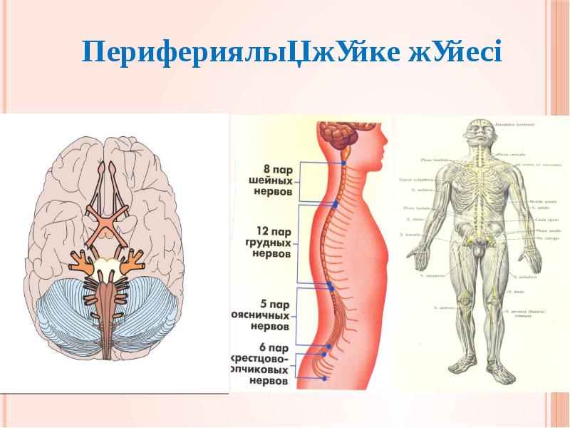 Орталық жүйке жүйесінің құрылысы мен қызметі презентация