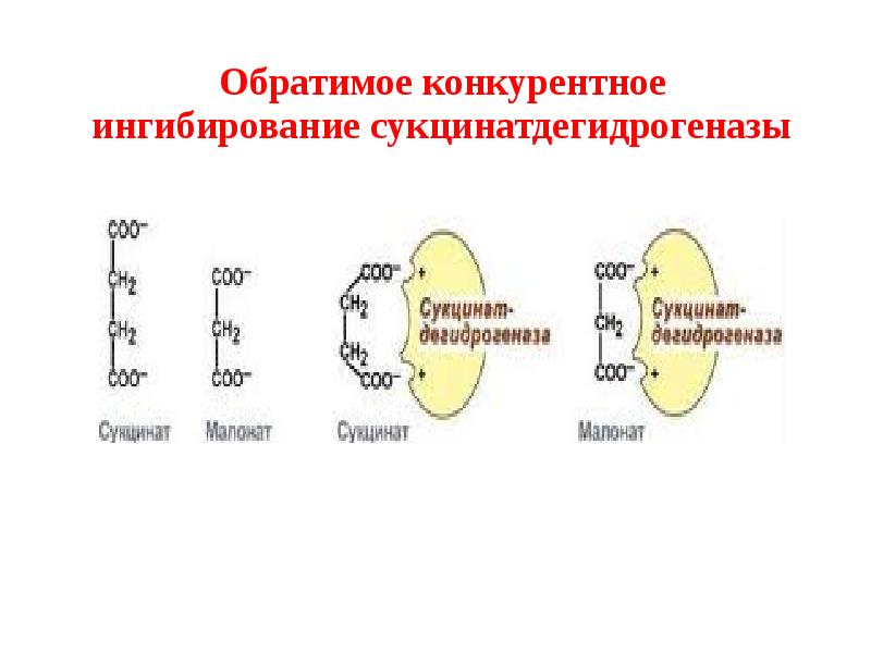 Конкурентное ингибирование ферментов. Конкурентное ингибирование ферментов сукцинатдегидрогеназы. Конкурентное ингибирование ферментов схема. Схема конкурентного ингибирования. Механизм конкурентного ингибирования.