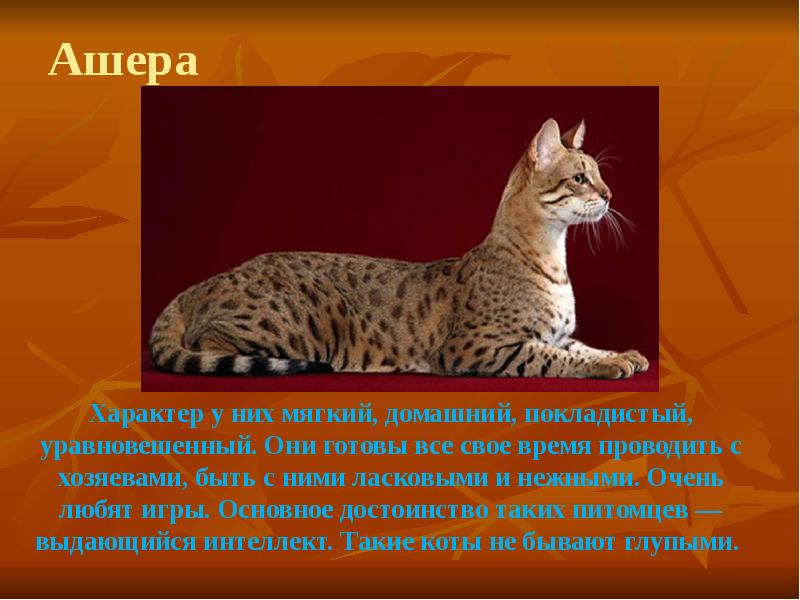 Кошки породы презентация