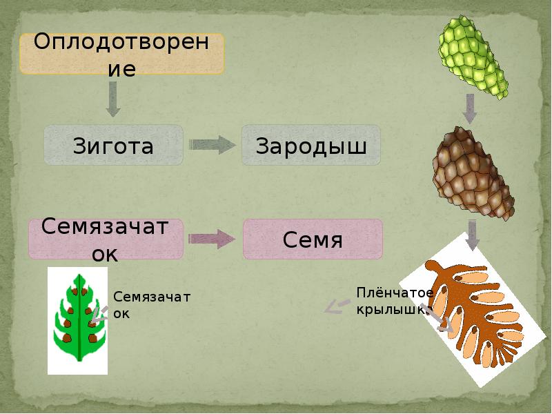 Размножение голосеменных растений 6 класс презентация