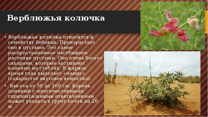 Верблюжья колючка
Верблюжья колючка относится к семейству бобовых. Произрастает оно Верблюжья колючка
Верблюжья колючка относится к семейству бобовых. Произрастает оно