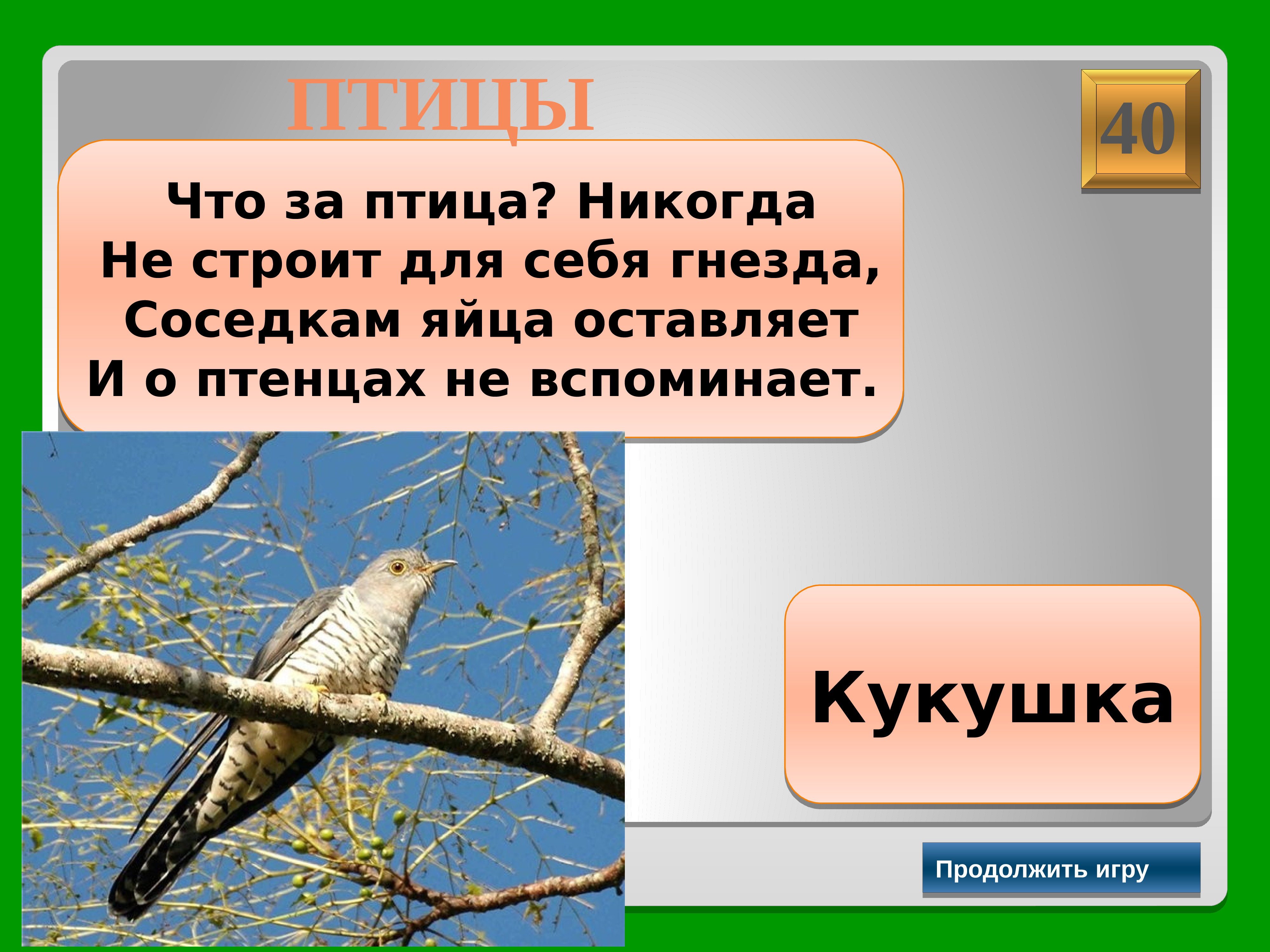 Птица никогда. Кукушка птица мужского рода. Эта птица никогда не строит для себя гнезда. Маленький рассказ про на тему птицы Кукушка. Какая птица не строит сама себе гнездо.