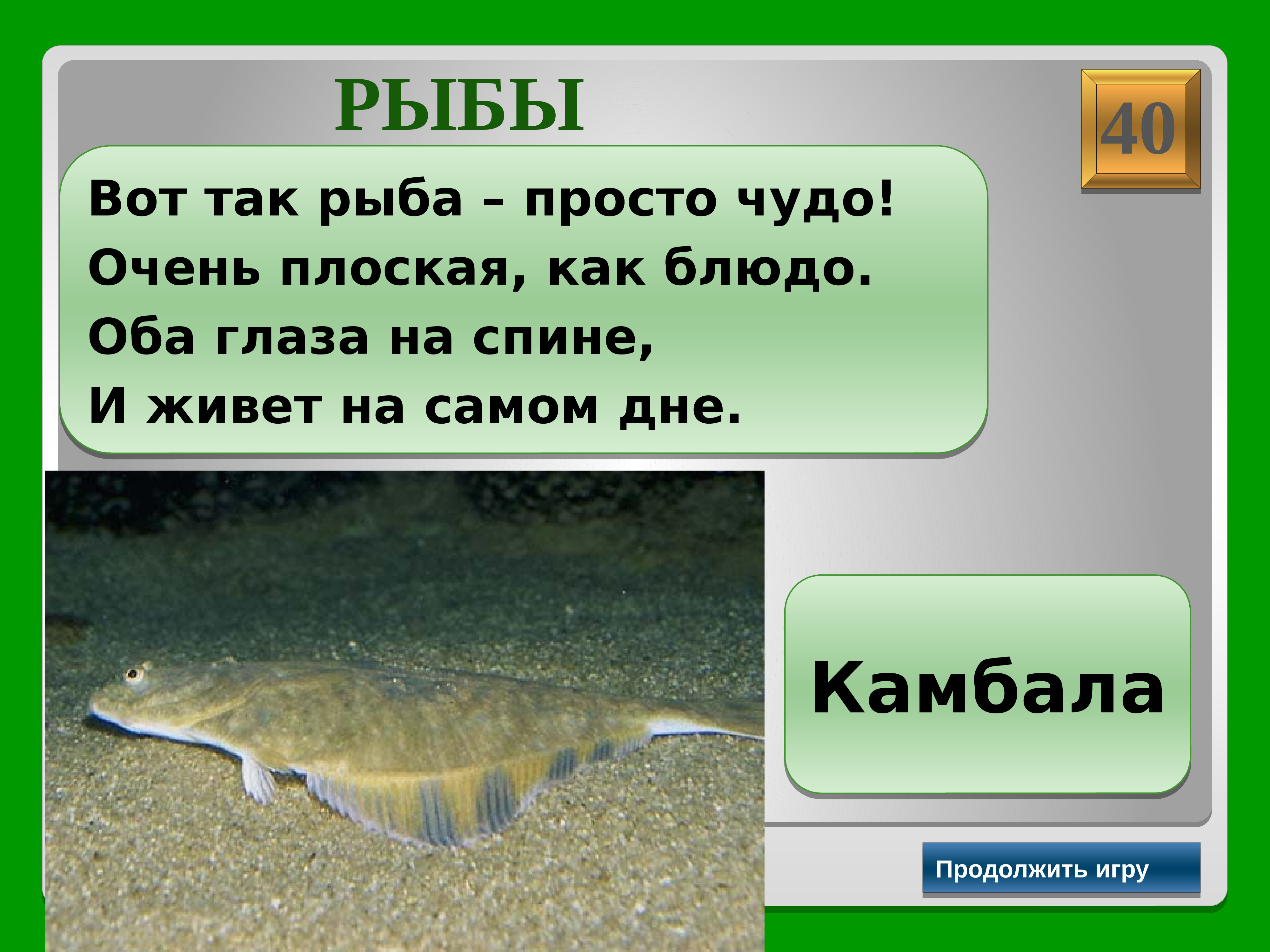 Вот такая рыба просто чудо очень плоская как блюдо