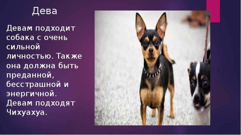 Какая ты собака по фото онлайн