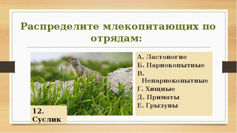 Самый многочисленный отряд млекопитающих отличительным