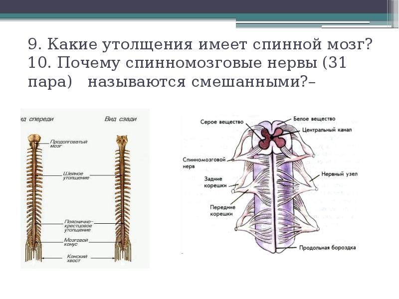 Рассмотрите рисунок 77 найдите спинномозговой канал центральный канал серое и белое вещество объясни