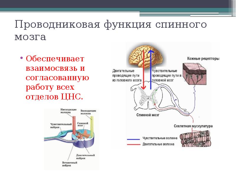 Функции спинномозгового мозга. Проводящая функция спинного мозга. Рефлекторная и Проводящая функции спинного мозга. Рефлекторная и проводниковая функции спинного мозга. Рефлекторная и проводниковая функции.