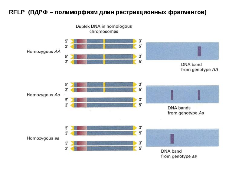 Длина фрагмента. Метод полиморфизма длины рестрикционных фрагментов. ПЦР ПДРФ метод. Анализ полиморфизма длин рестрикционных фрагментов. Полиморфизм длины рестрикционных фрагментов ПДРФ.