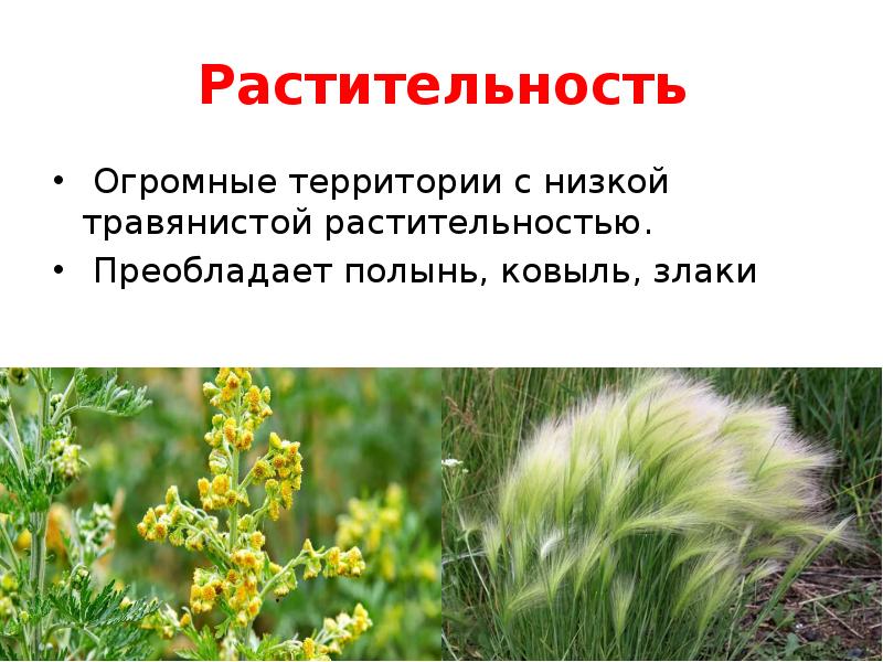 Какие растения преобладают