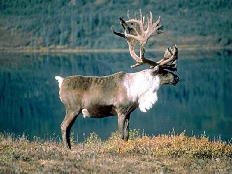 Фото северный олень из красной книги