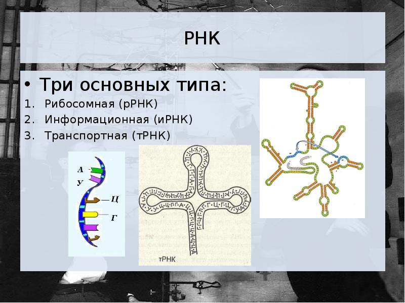 Свойства ирнк