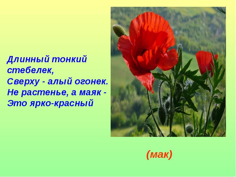 Цветок мака рассказ. Длинный тонкий стебелек сверху алый огонек. Загадка про Мак. Загадка про маки. Загадка про Мак для детей.